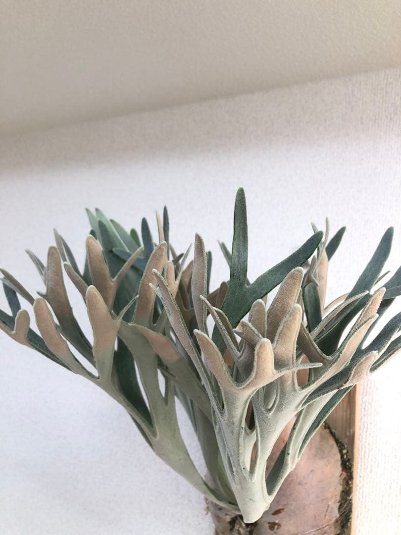 【子株】P. Elsa  Queen F307 ビカクシダ　子株　OC