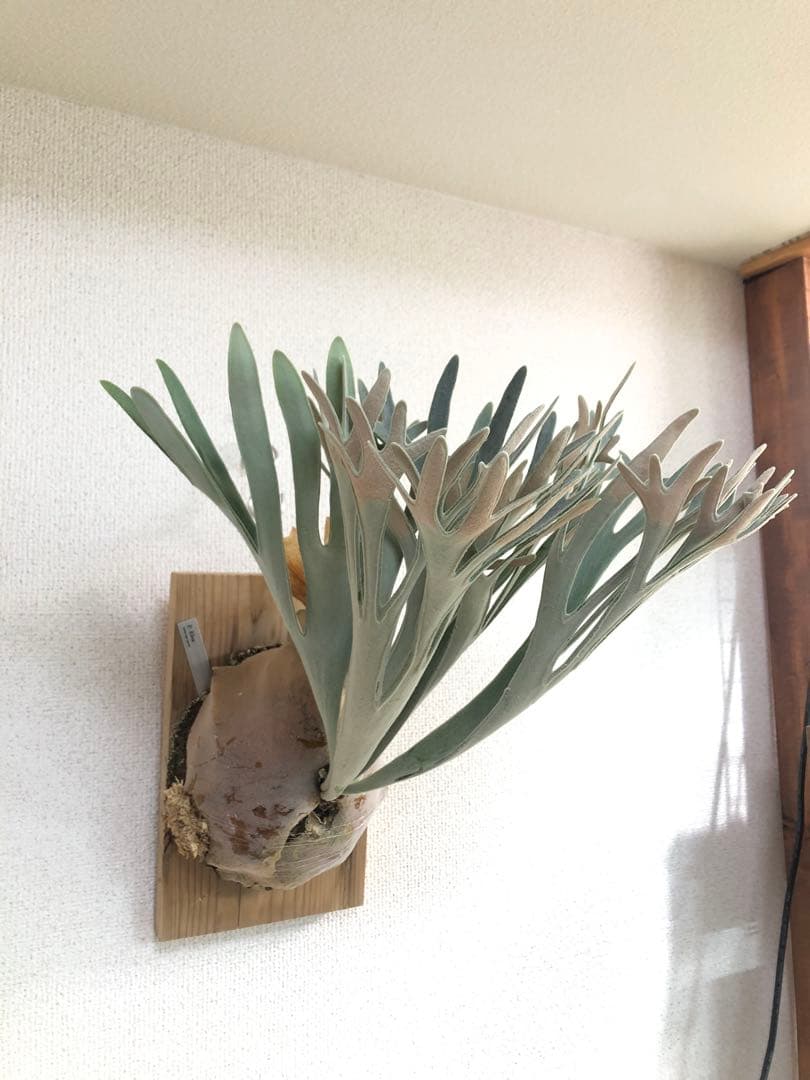 【子株】P. Elsa  Queen F307 ビカクシダ　子株　OC