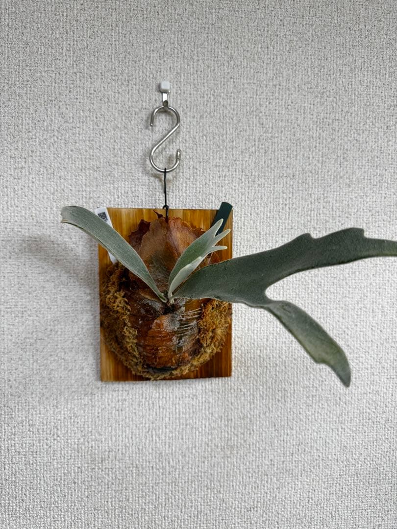 【子株】P. Elsa  Queen F307 ビカクシダ　子株　OC