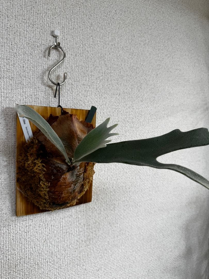 【子株】P. Elsa  Queen F307 ビカクシダ　子株　OC