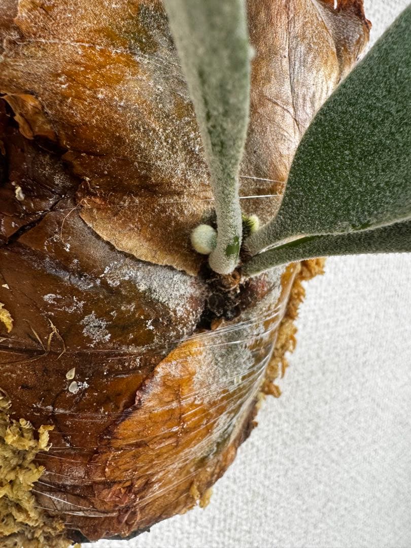 【子株】P. Elsa  Queen F307 ビカクシダ　子株　OC