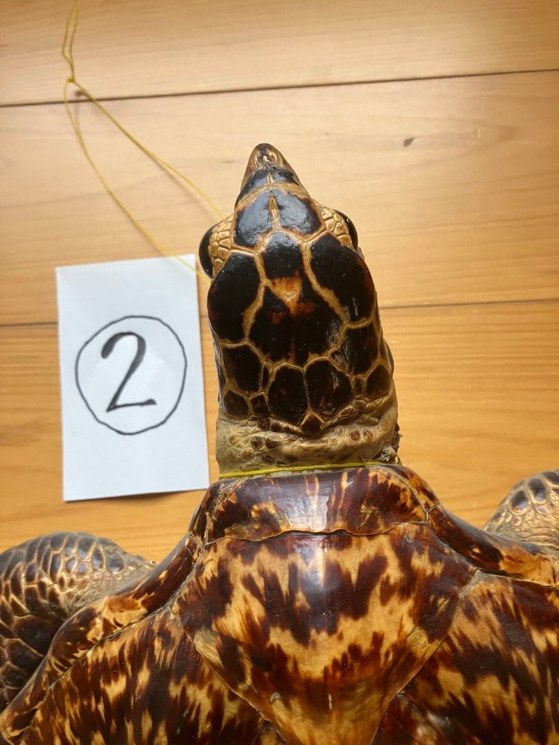 タイマイ ウミガメ 剥製 2体 国際希少野生動植物種登録票あり - メルカリ