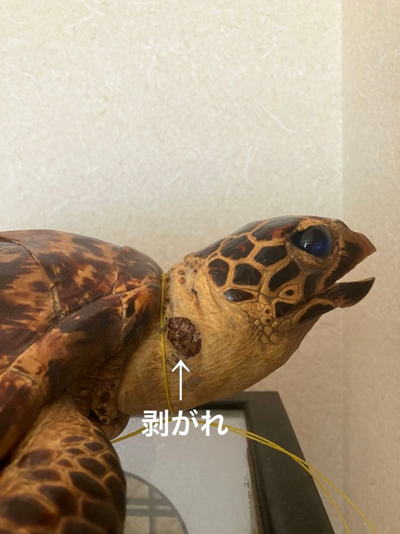 タイマイ ウミガメ 剥製 2体 国際希少野生動植物種登録票あり - メルカリ