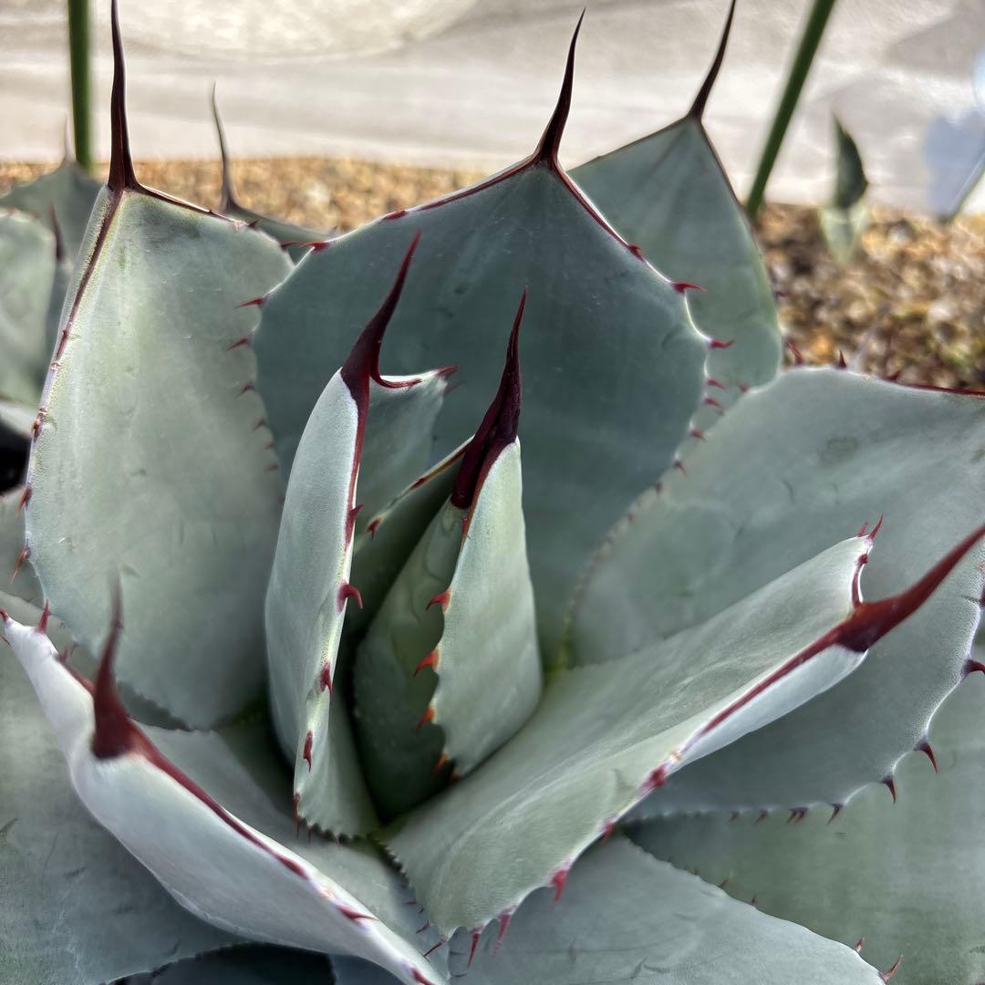 アガベ パリー トランカータ ハンティントン - メルカリ