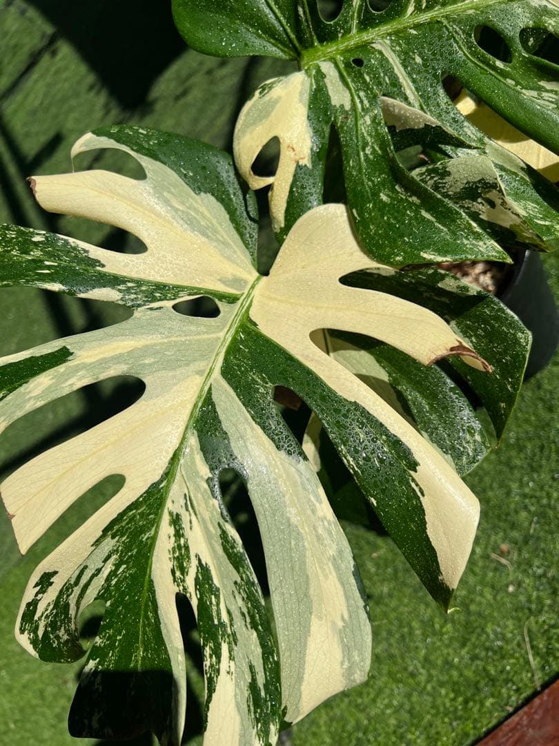 【大SALE】GW特別価格に致します！モンステラ　ホワイトティアーズ　大きめ