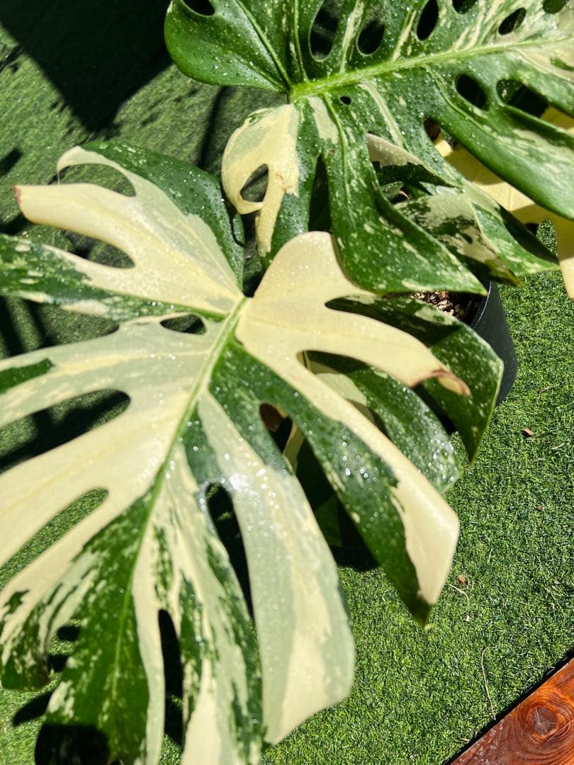 【大SALE】GW特別価格に致します！モンステラ　ホワイトティアーズ　大きめ