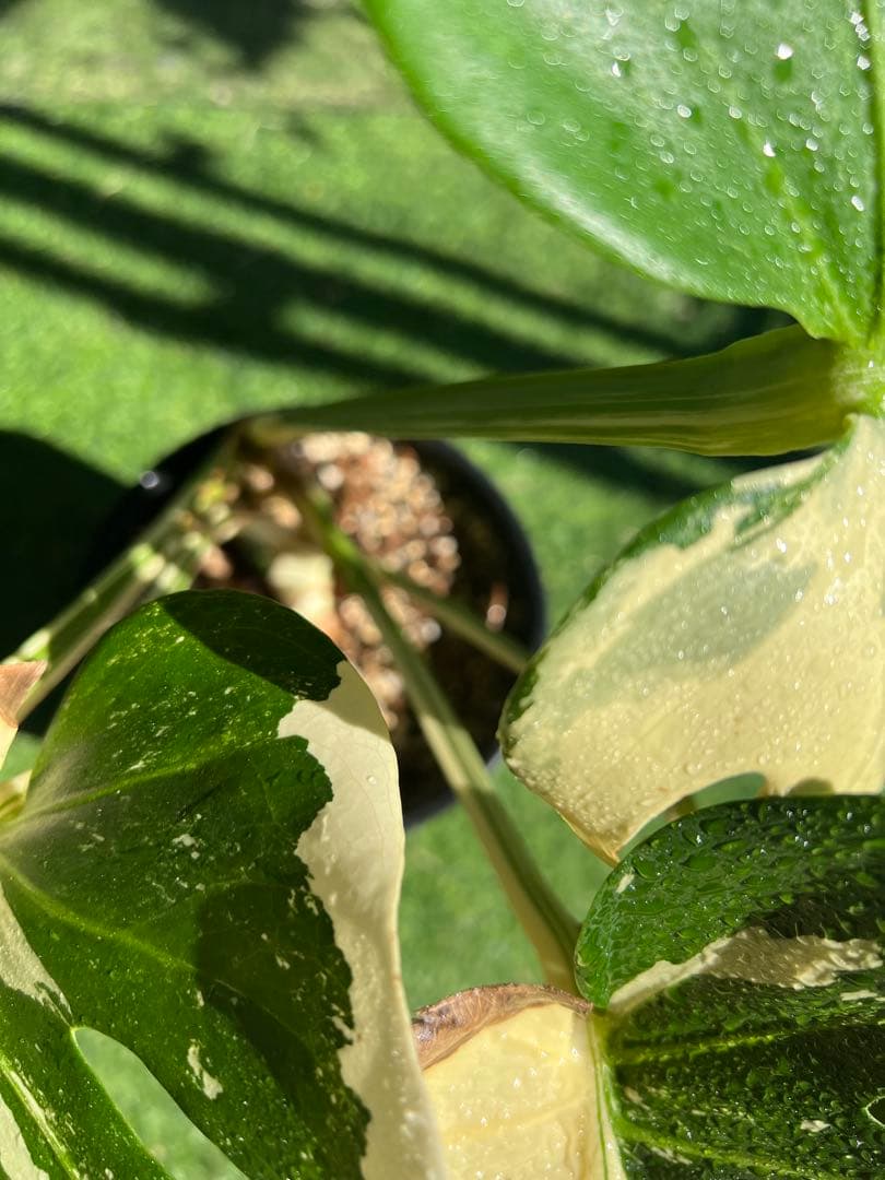 【大SALE】GW特別価格に致します！モンステラ　ホワイトティアーズ　大きめ