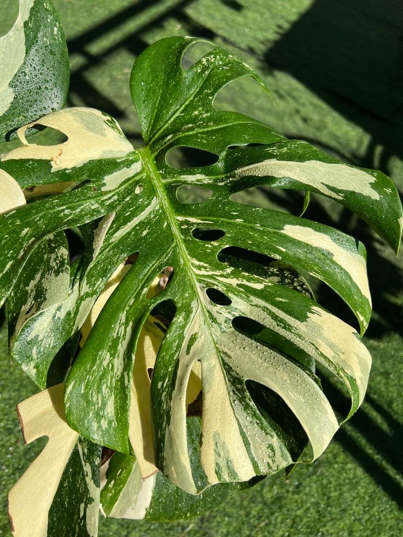 【大SALE】GW特別価格に致します！モンステラ　ホワイトティアーズ　大きめ