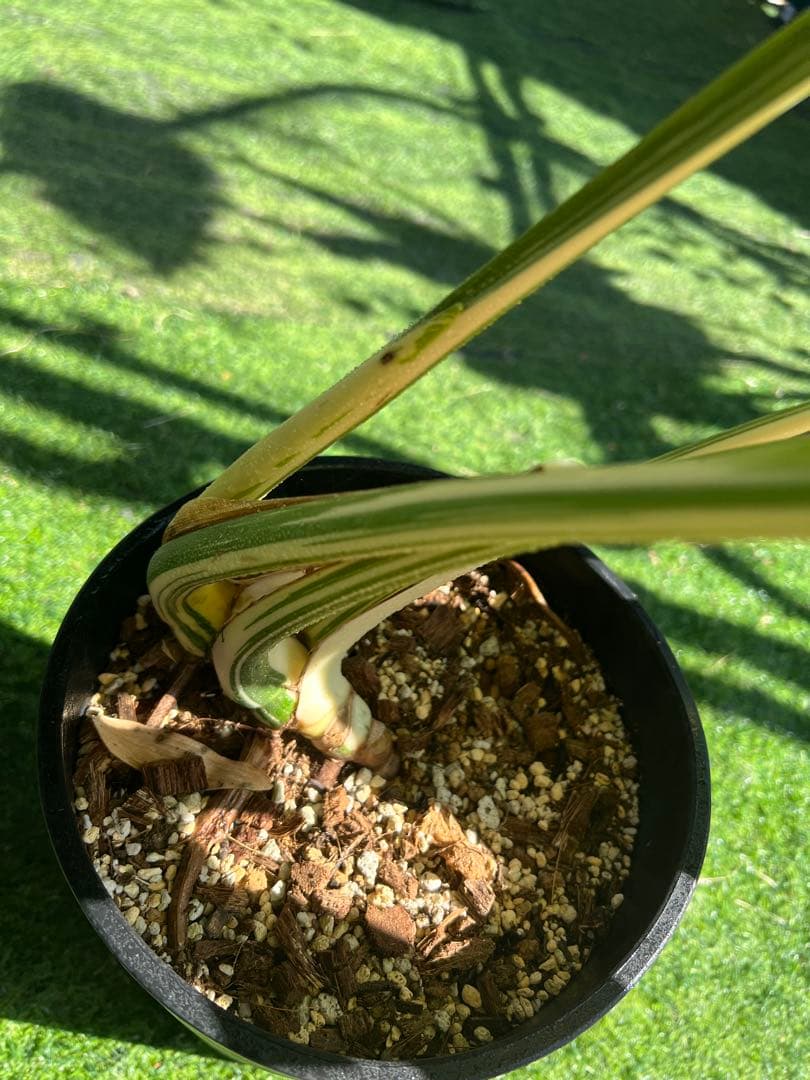 【大SALE】GW特別価格に致します！モンステラ　ホワイトティアーズ　大きめ