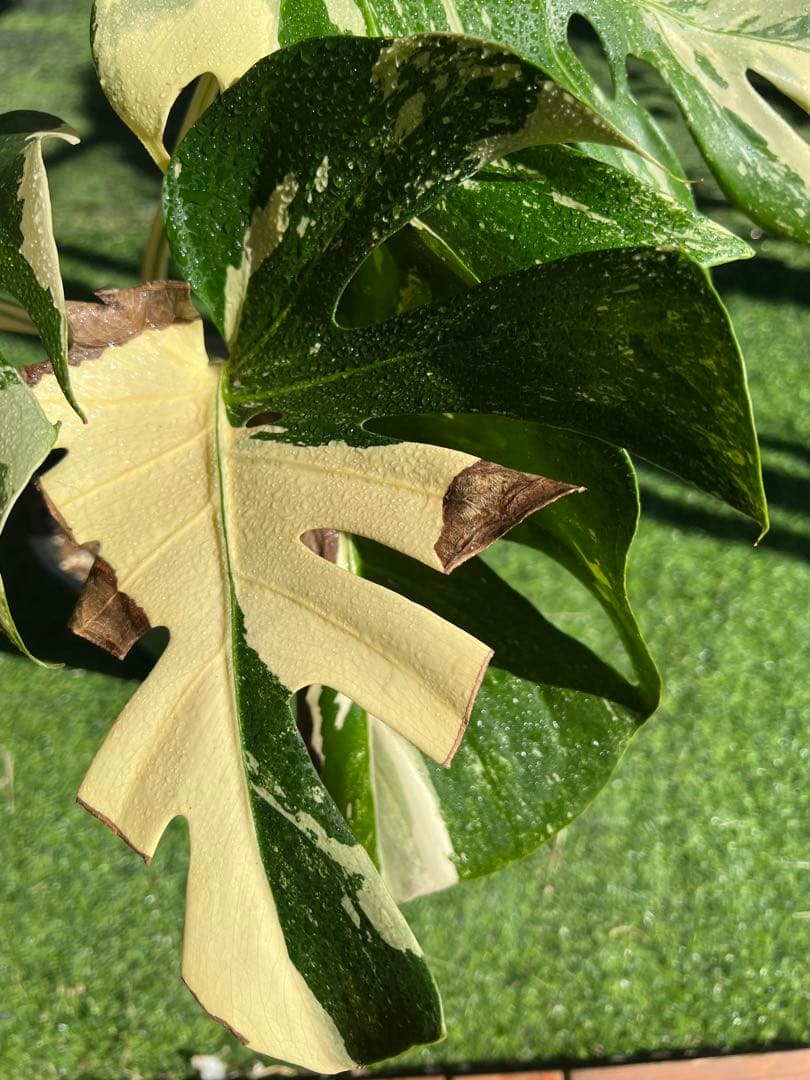 【大SALE】GW特別価格に致します！モンステラ　ホワイトティアーズ　大きめ