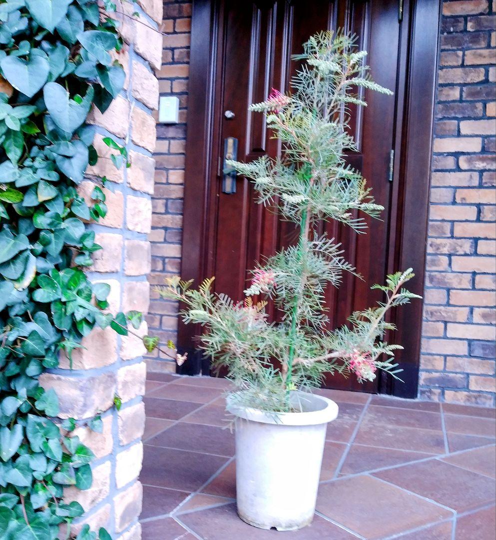 グレビレア ラナマリー 希少 大型オージープランツ110cm 8号鉢❗美株