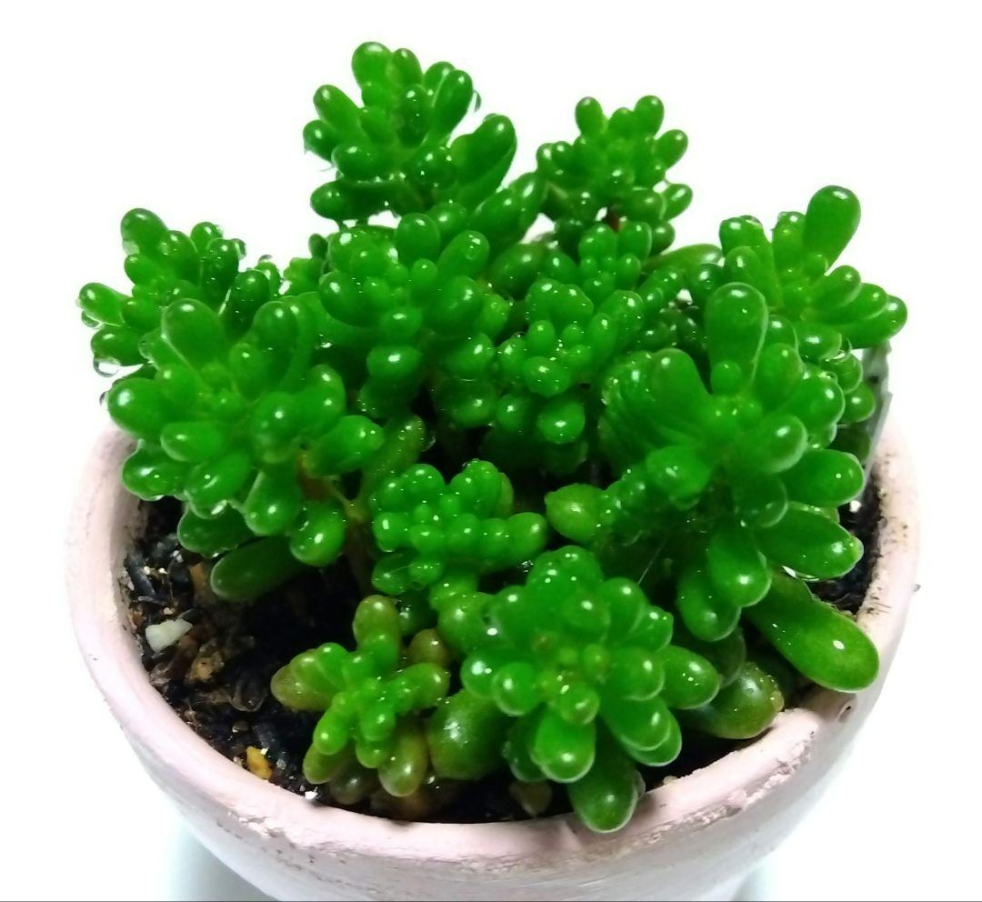 美苗！ レッドベリー 群生 抜き苗 多肉植物 セダム