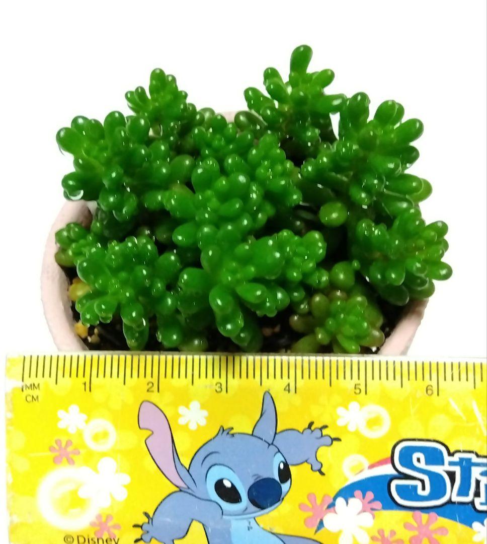 美苗！ レッドベリー 群生 抜き苗 多肉植物 セダム