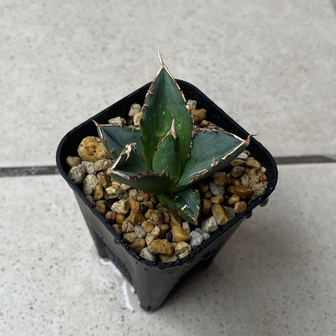 【清櫻】 Lize血統、OC直子、発根済み子株⑥