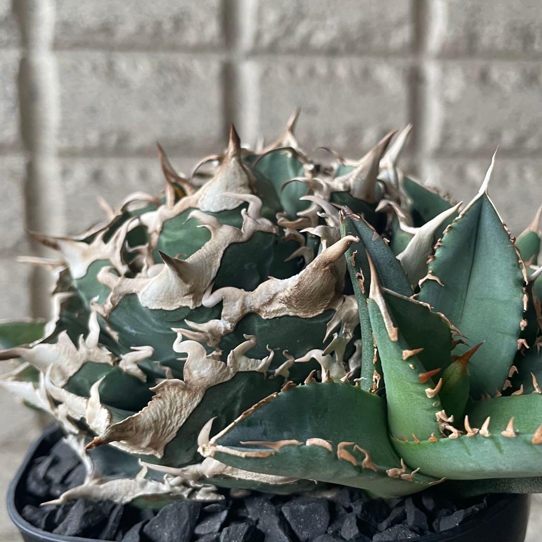 【清櫻】 Lize血統、OC直子、発根済み子株⑥