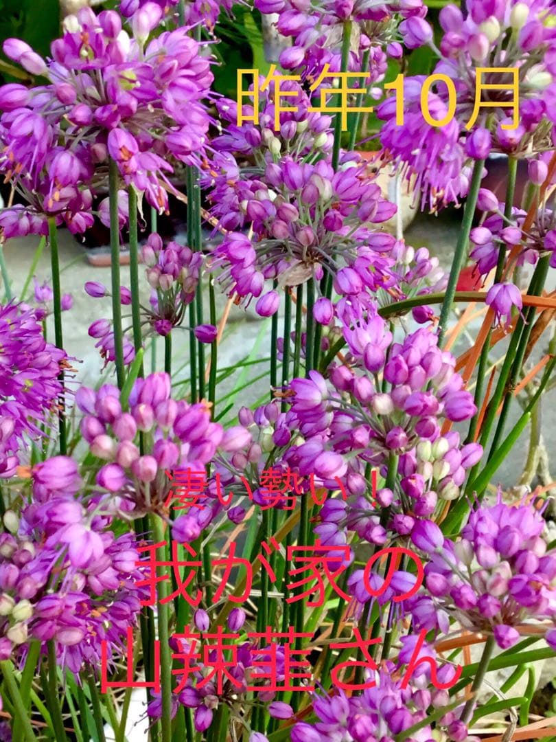 激レア/超希少品種【日本原産のヤマラッキョウ＊山辣韮】大変珍しい山野草/優良株