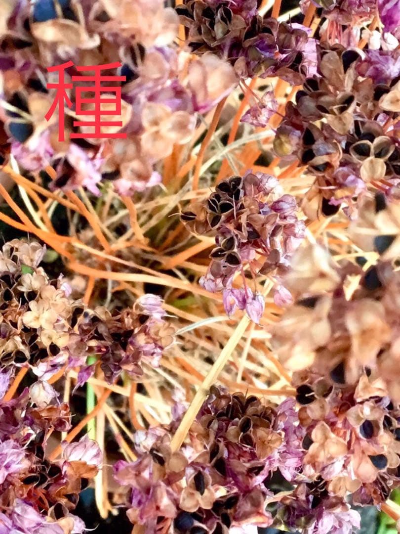 激レア/超希少品種【日本原産のヤマラッキョウ＊山辣韮】大変珍しい山野草/優良株