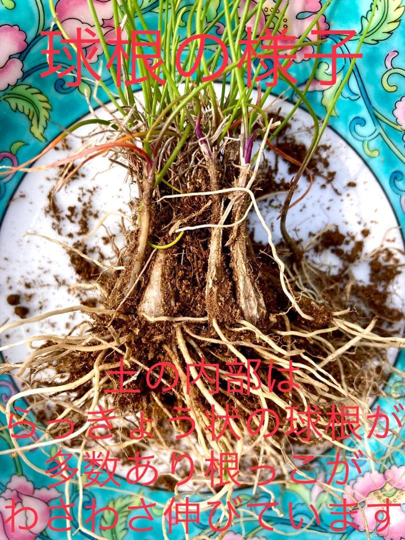 激レア/超希少品種【日本原産のヤマラッキョウ＊山辣韮】大変珍しい山野草/優良株