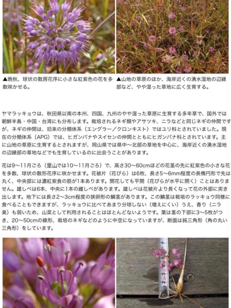 激レア/超希少品種【日本原産のヤマラッキョウ＊山辣韮】大変珍しい山野草/優良株