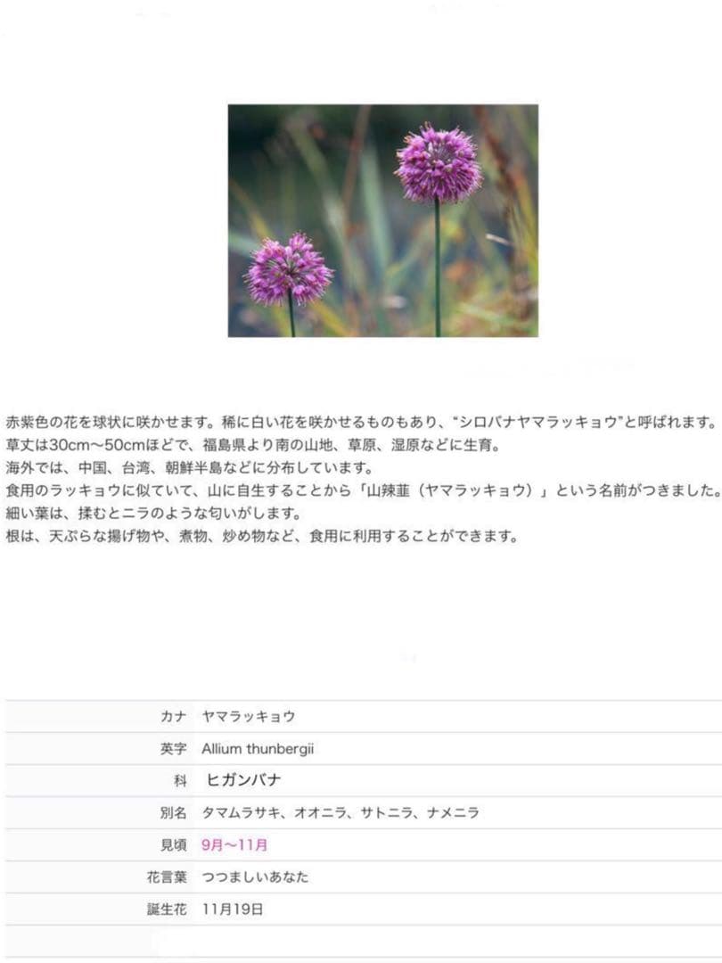 激レア/超希少品種【日本原産のヤマラッキョウ＊山辣韮】大変珍しい山野草/優良株