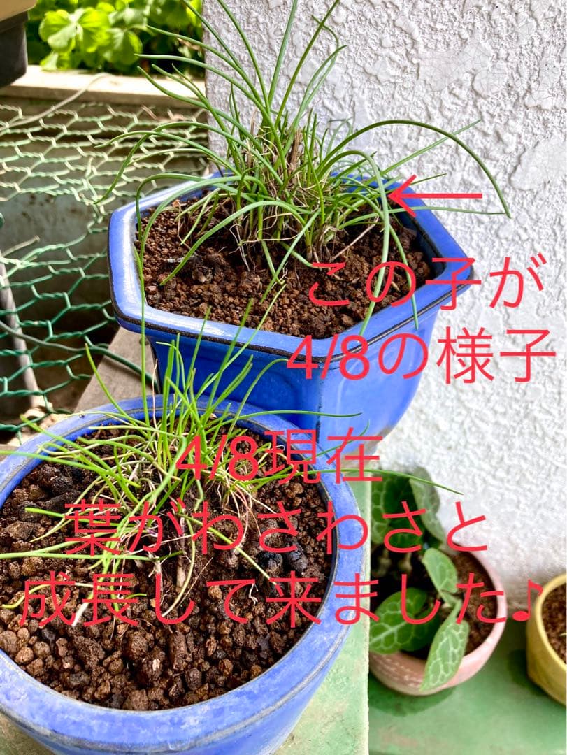 激レア/超希少品種【日本原産のヤマラッキョウ＊山辣韮】大変珍しい山野草/優良株