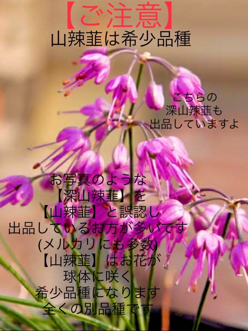 激レア/超希少品種【日本原産のヤマラッキョウ＊山辣韮】大変珍しい山野草/優良株