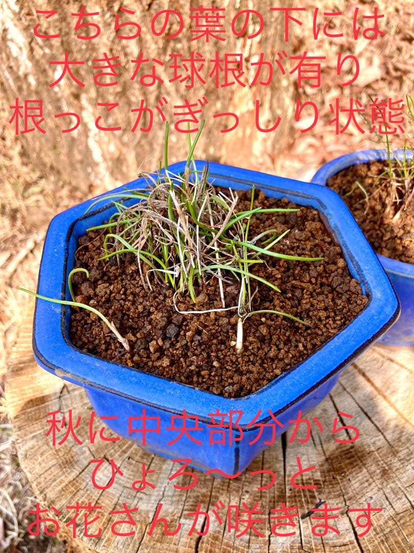 激レア/超希少品種【日本原産のヤマラッキョウ＊山辣韮】大変珍しい山野草/優良株