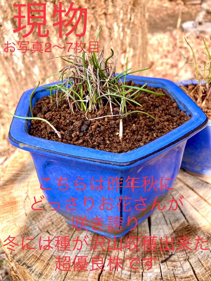 激レア/超希少品種【日本原産のヤマラッキョウ＊山辣韮】大変珍しい山野草/優良株