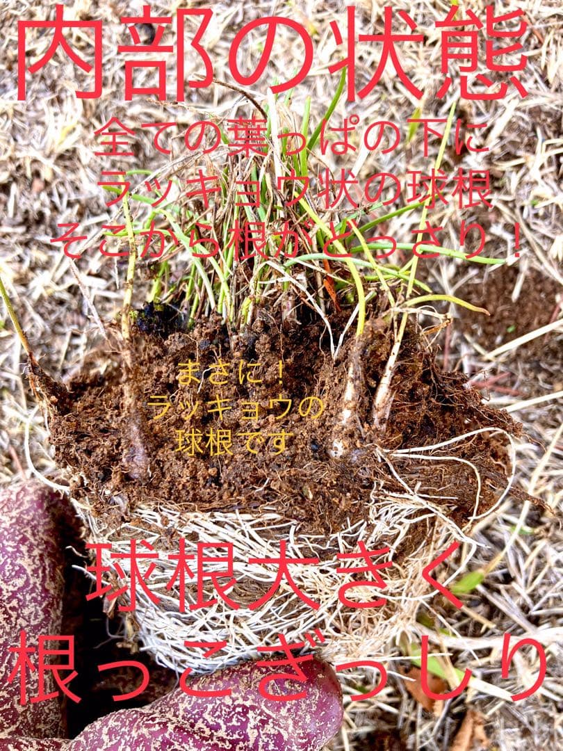 激レア/超希少品種【日本原産のヤマラッキョウ＊山辣韮】大変珍しい山野草/優良株