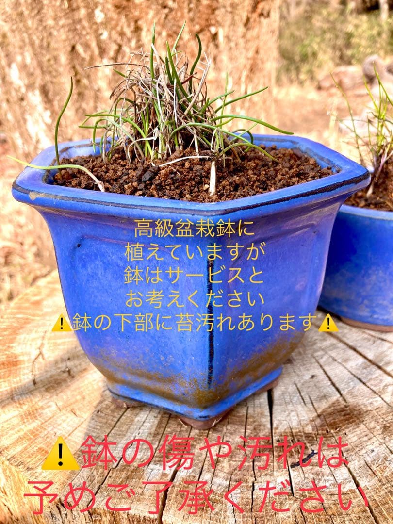 激レア/超希少品種【日本原産のヤマラッキョウ＊山辣韮】大変珍しい山野草/優良株