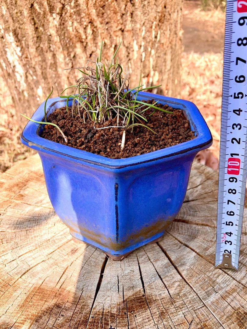 激レア/超希少品種【日本原産のヤマラッキョウ＊山辣韮】大変珍しい山野草/優良株