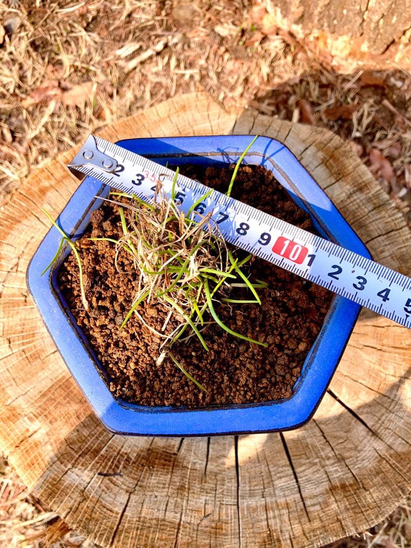 激レア/超希少品種【日本原産のヤマラッキョウ＊山辣韮】大変珍しい山野草/優良株