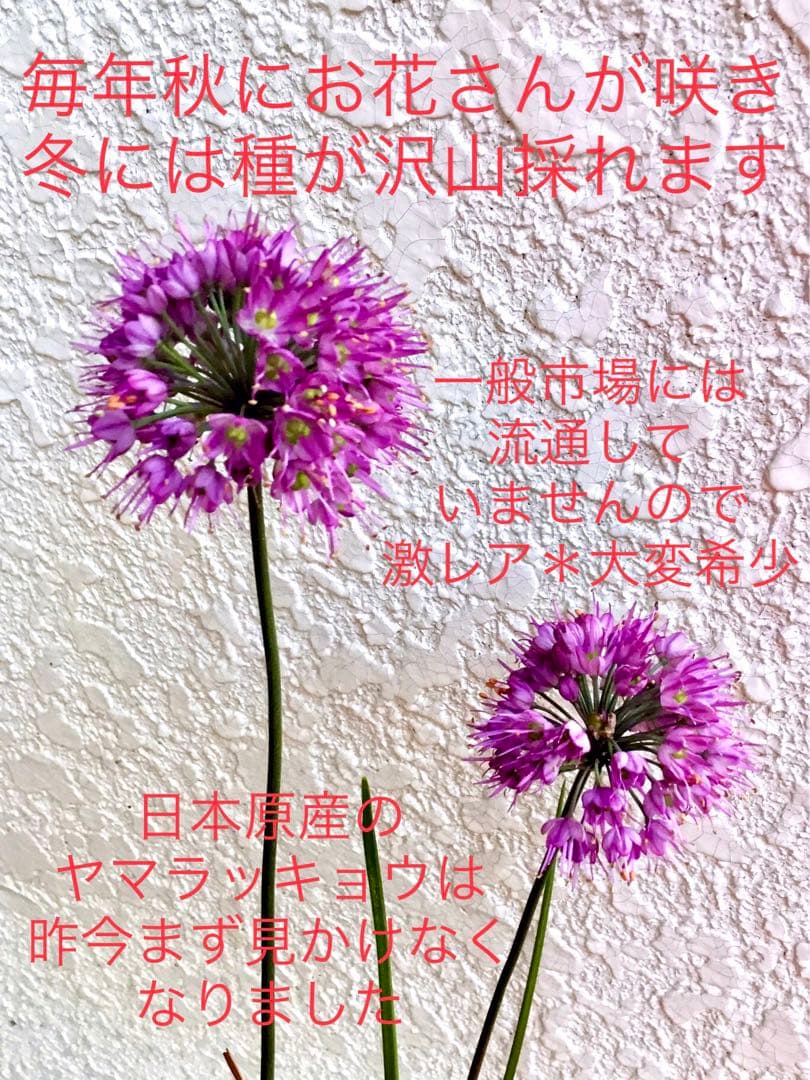 激レア/超希少品種【日本原産のヤマラッキョウ＊山辣韮】大変珍しい山野草/優良株