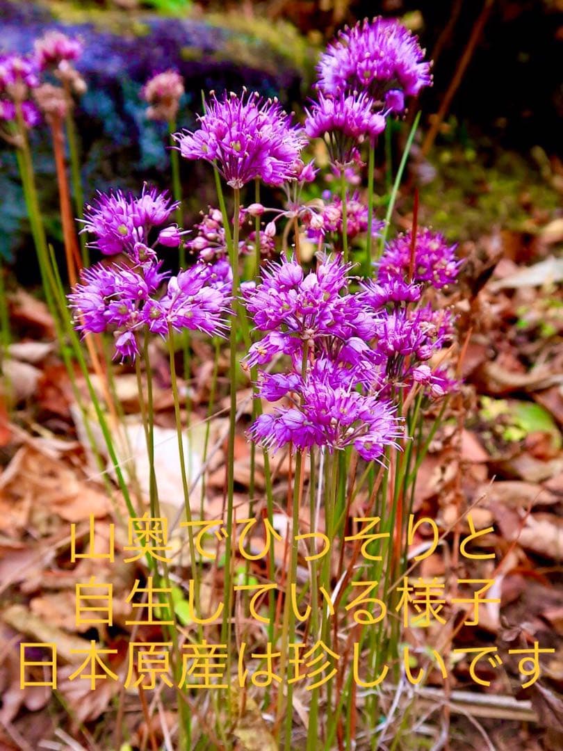 激レア/超希少品種【日本原産のヤマラッキョウ＊山辣韮】大変珍しい山野草/優良株