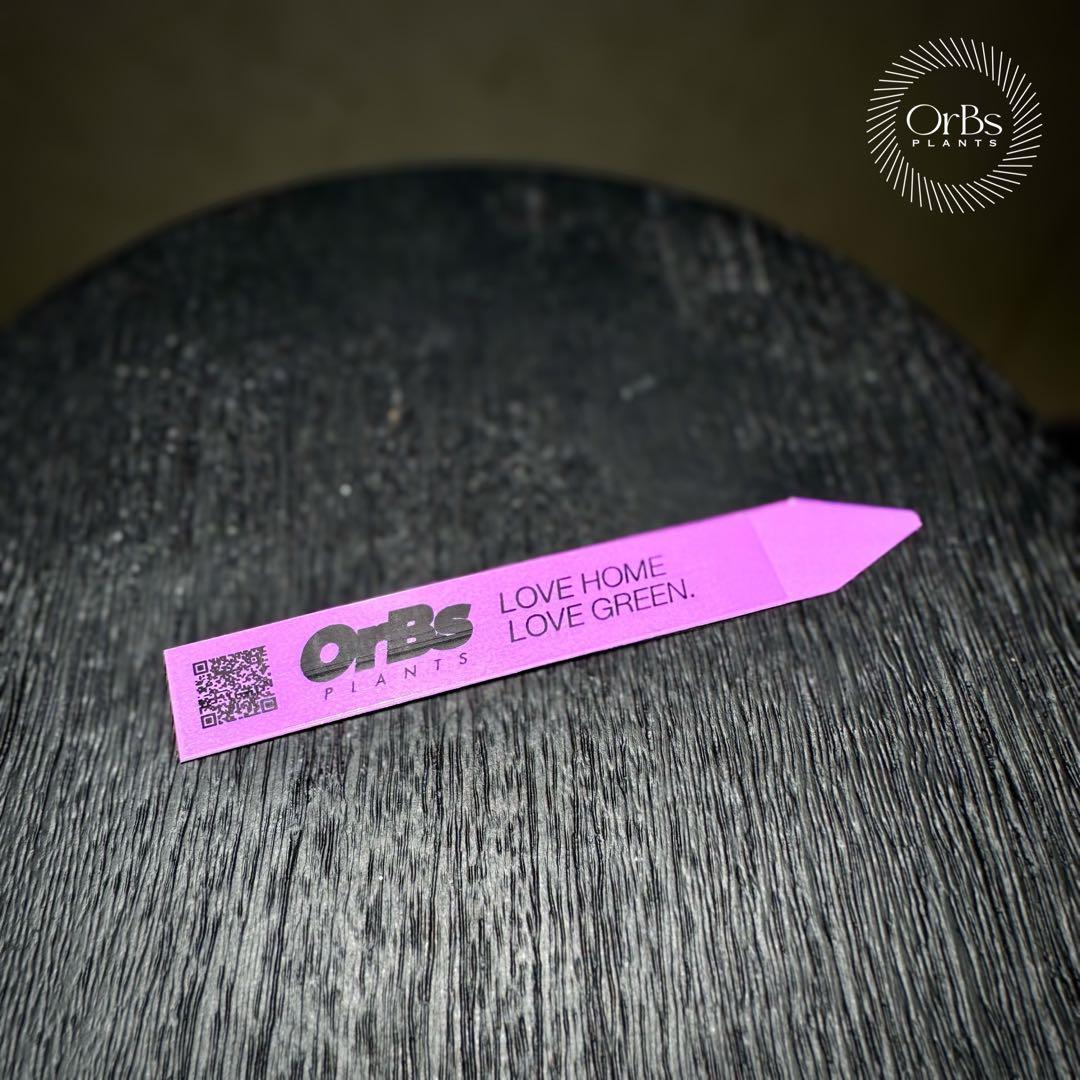 【芋から育成】アロカシア プセウド サンデリアーナ ピンク斑入り 美斑 流通少