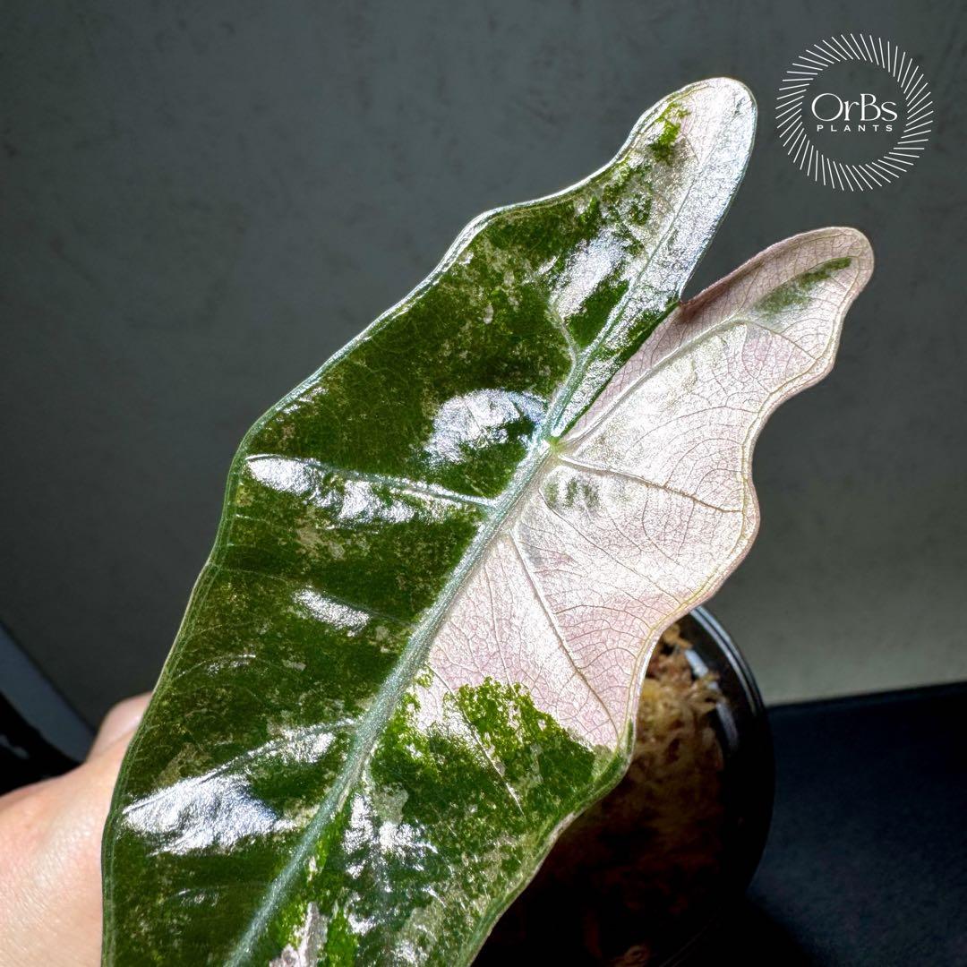 【芋から育成】アロカシア プセウド サンデリアーナ ピンク斑入り 美斑 流通少