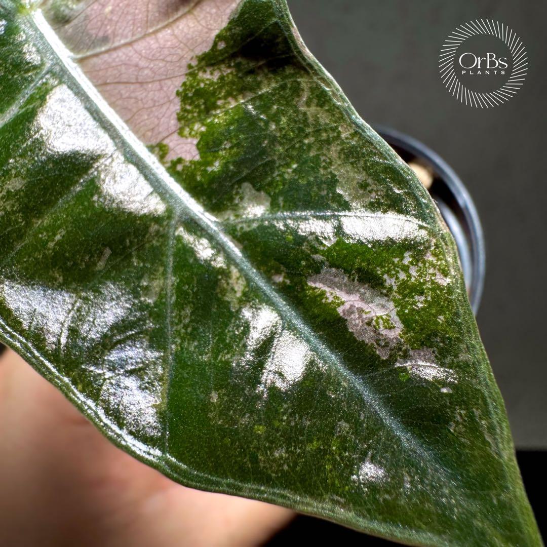 【芋から育成】アロカシア プセウド サンデリアーナ ピンク斑入り 美斑 流通少