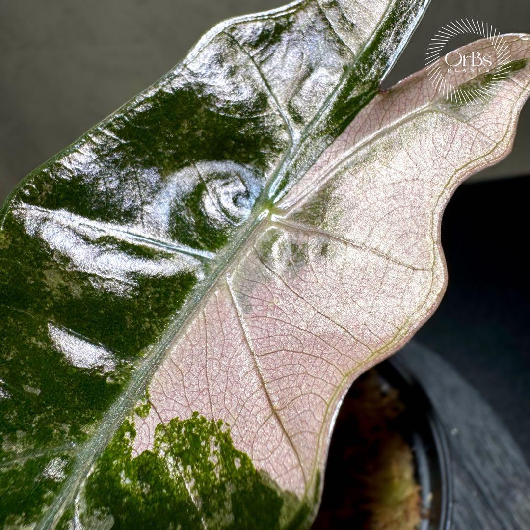 【芋から育成】アロカシア プセウド サンデリアーナ ピンク斑入り 美斑 流通少