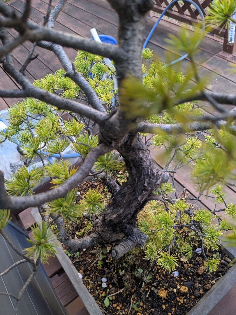 ①五葉松　盆栽　14号鉢付き　樹齢40〜50年以上　約高さ72センチ