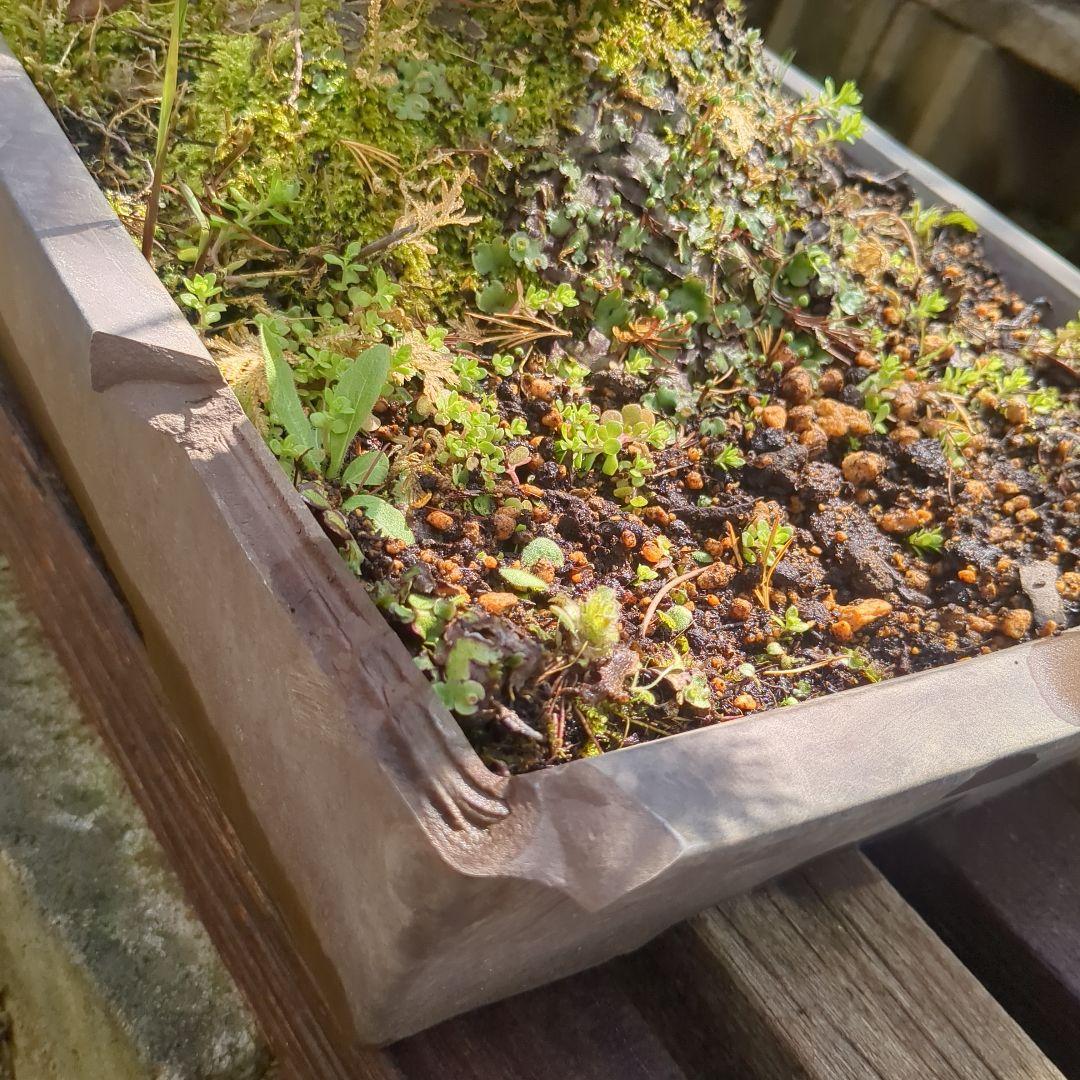 ①五葉松　盆栽　14号鉢付き　樹齢40〜50年以上　約高さ72センチ