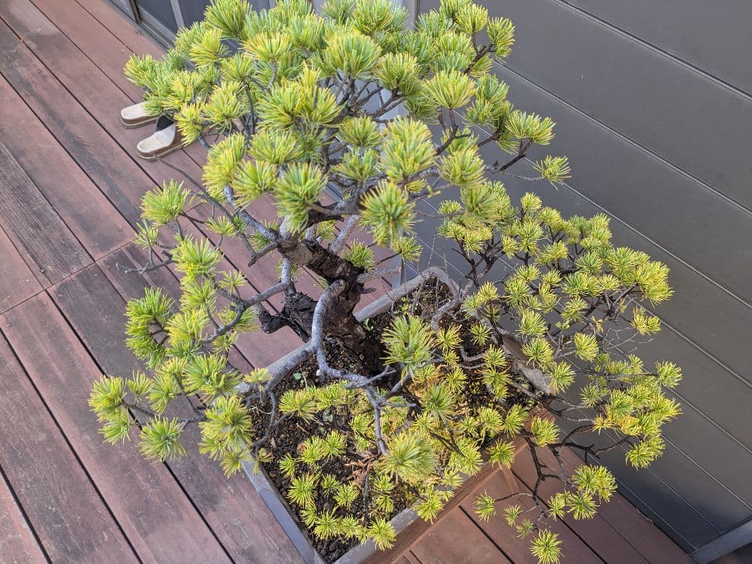 ①五葉松　盆栽　14号鉢付き　樹齢40〜50年以上　約高さ72センチ