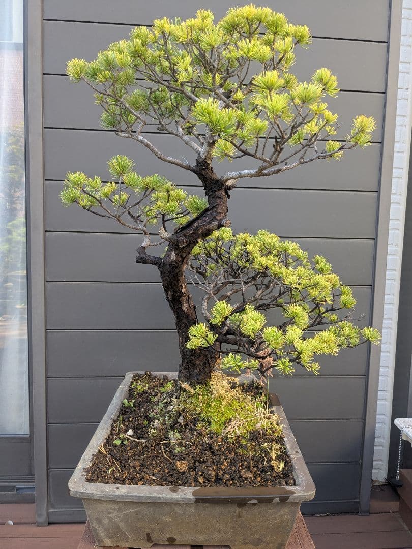 ①五葉松　盆栽　14号鉢付き　樹齢40〜50年以上　約高さ72センチ