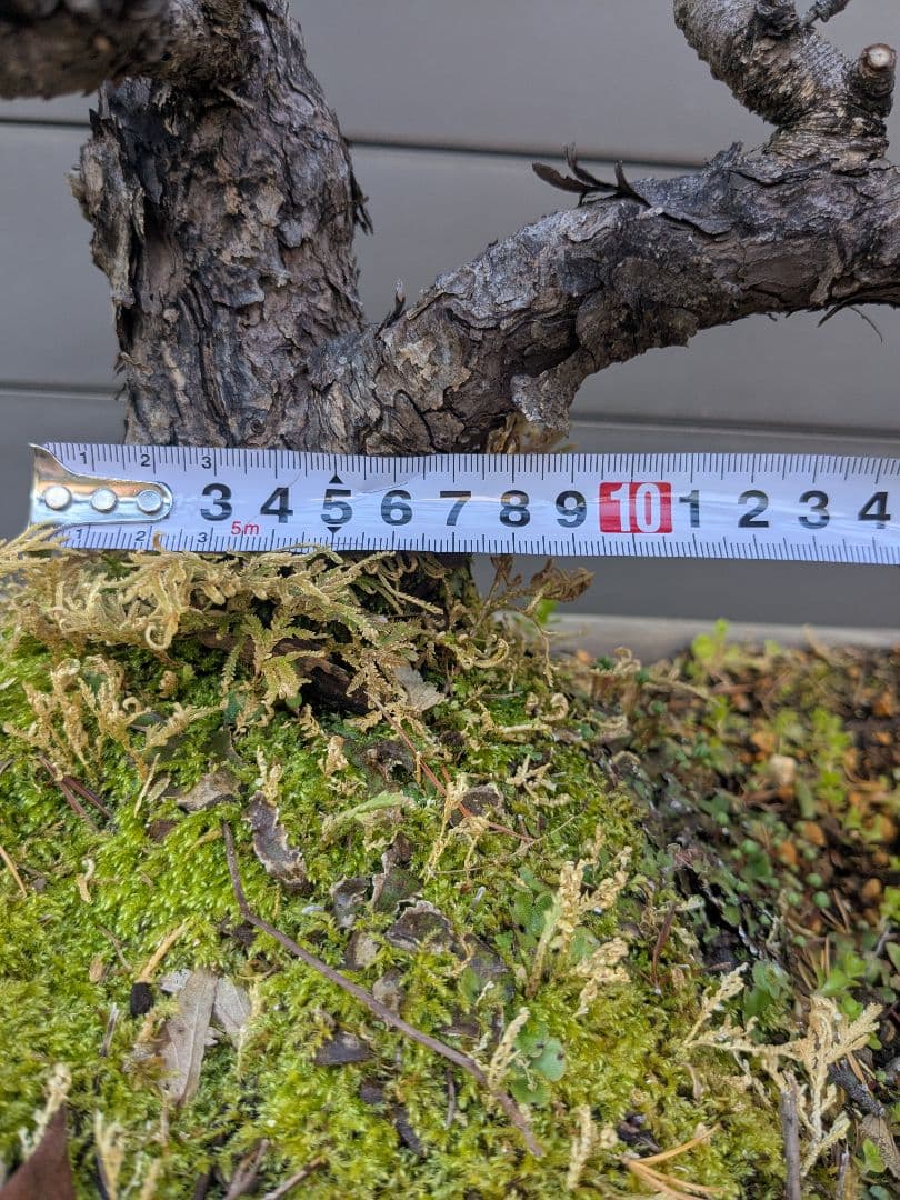 ①五葉松　盆栽　14号鉢付き　樹齢40〜50年以上　約高さ72センチ