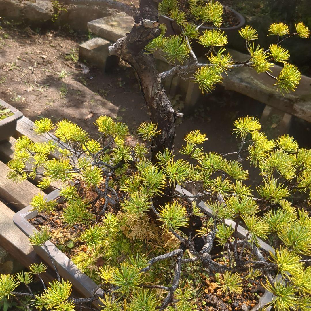 ①五葉松　盆栽　14号鉢付き　樹齢40〜50年以上　約高さ72センチ