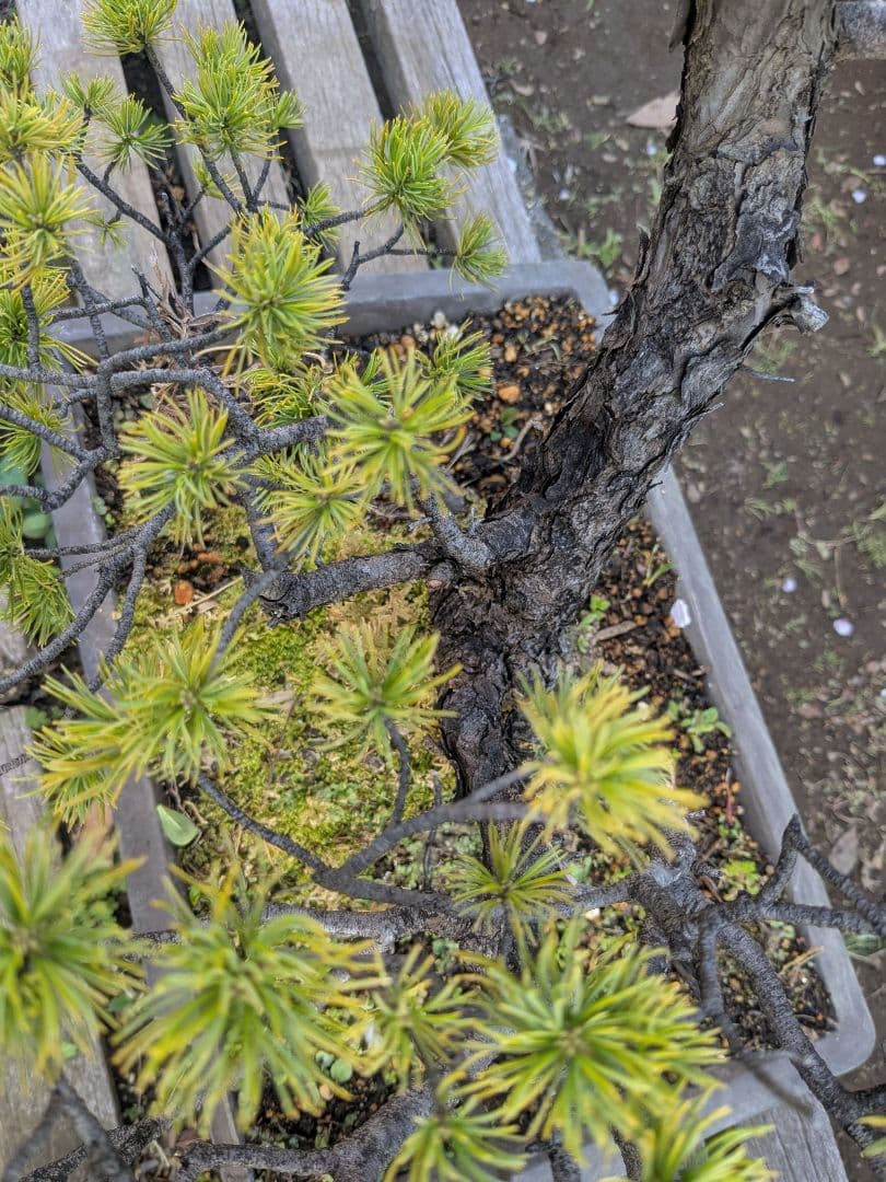 ①五葉松　盆栽　14号鉢付き　樹齢40〜50年以上　約高さ72センチ