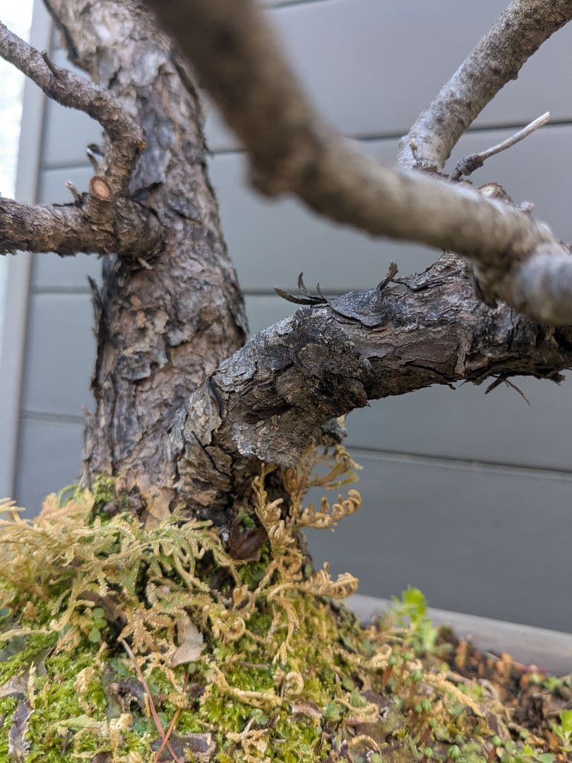 ①五葉松　盆栽　14号鉢付き　樹齢40〜50年以上　約高さ72センチ