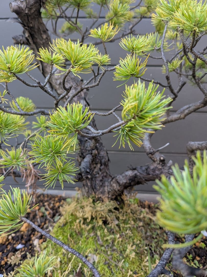 ①五葉松　盆栽　14号鉢付き　樹齢40〜50年以上　約高さ72センチ