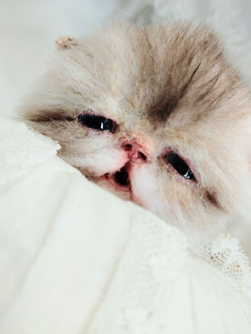 生後２週間♡ふにゃくた♡子猫ちゃん♡アートドール♡ぬいぐるみ♡