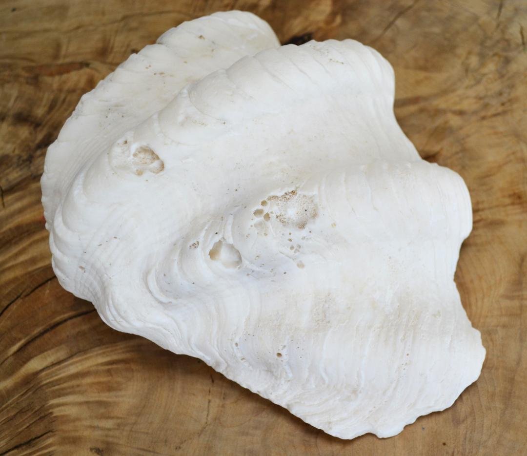 大きめのシャコ貝　シャコガイ　30×21×14cm 3.6kg 八重山