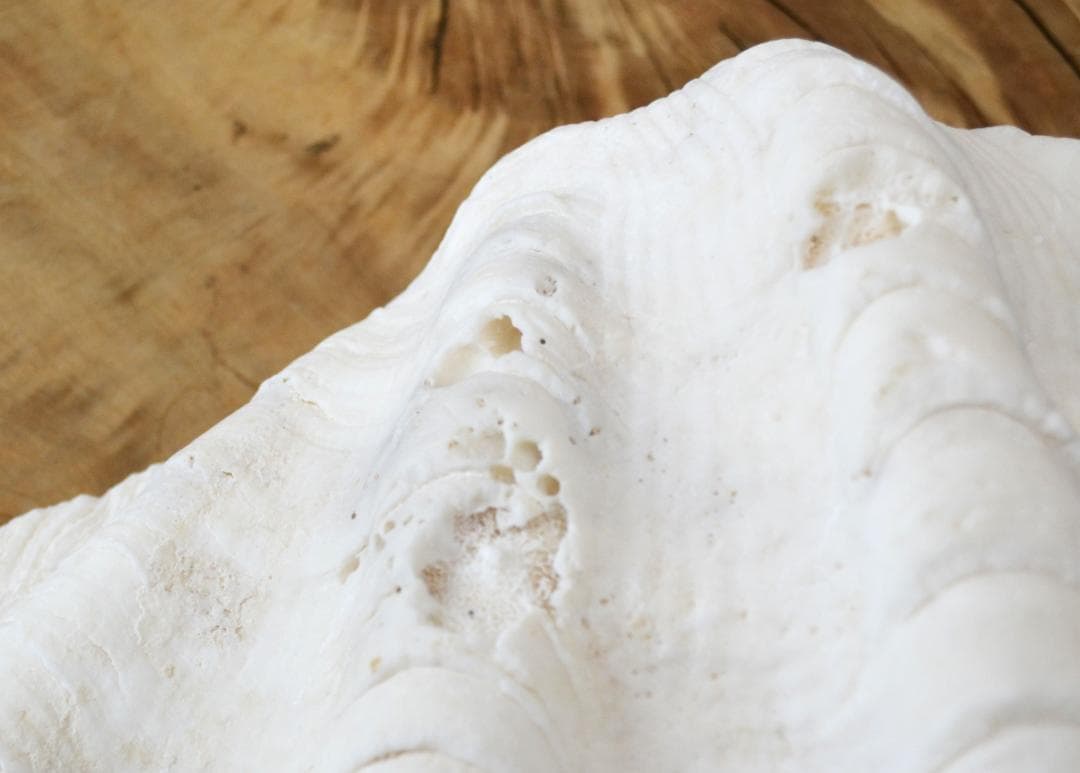 大きめのシャコ貝　シャコガイ　30×21×14cm 3.6kg 八重山